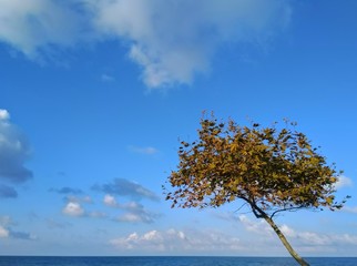 Autumn tree at the sea coast with yellow leaves