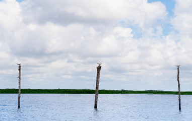 Obraz premium Whiskered Tern birds on wood poles against sky and landscape of Talay Noi Phatthalung - Thailand