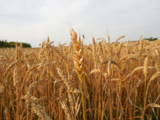 field of wheat