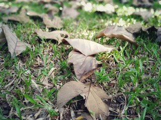 mushrooms in forest