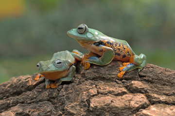 green tree frog, flying frog, java frog