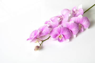 Beautiful purple orchid isolated on white background.