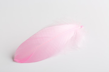 Beautiful pink feather isolated on white background