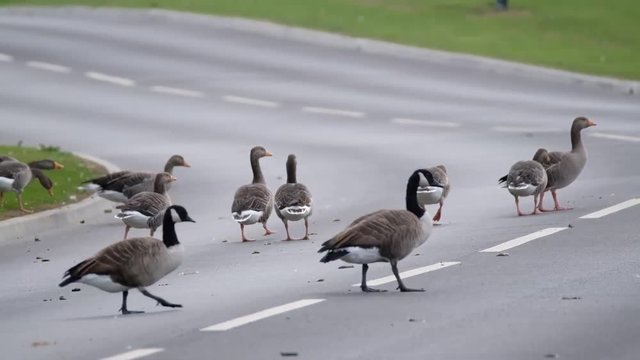Geese on a public road in the UK.