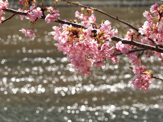 河津桜と煌めく青野川