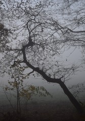 B&auml;ume im Nebel an einem kalten Herbstmorgen