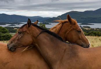 Two horses being affectionate