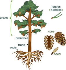 Parts of plant. Morphology of Pine tree with crown, root system and cone with titles isolated on white background