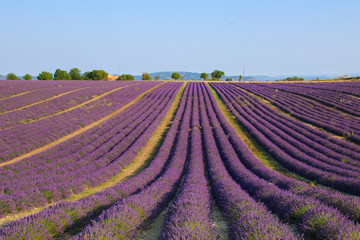 lavender field of flowers