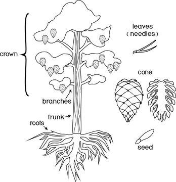 Coloring page with parts of plant. Morphology of Pine tree with crown, root system and cone with titles
