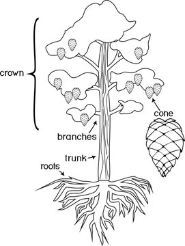 Coloring page with parts of plant. Morphology of Pine tree with crown, root system and cone with titles