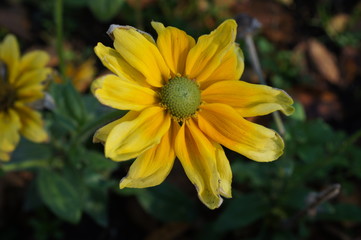 flower meadow,blume, gelb, natur, pflanze, garden, green, sonnenblume, sommer, makro, blühen, orange, flora, close up, daisy, frühling, aufblühen, floral, hell, schön, blatt, 
