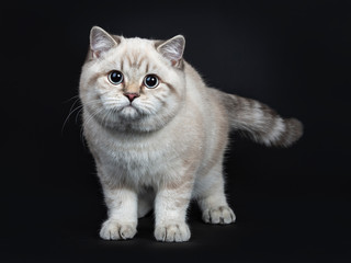 Fototapeta na wymiar Super cute blue tabby point British Shorthair cat kitten standing half side ways, looking at camera with light blue eyes. Isolated on black background.