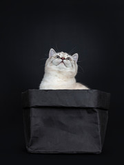 Super cute blue tabby point British Shorthair cat kitten sitting in black paper bag, looking up. Isolated on black background.