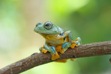 green tree frog, java frog, flying frog