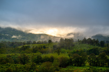 Foggy morning mountain with foreground forest.