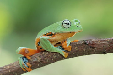 green tree frog, java frog, flying frog