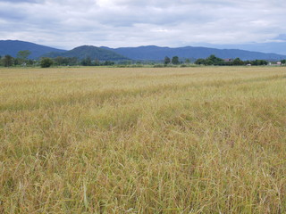 grass nature background,field of wheat