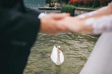 A wedding couple posing near a swans on the background lake and mountains in the fairy-tale town of...