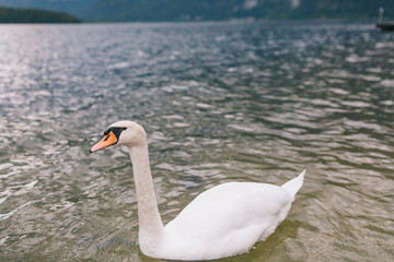 A beautiful lone swan floats in the lake.