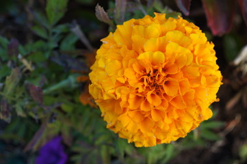 Studentenblume,flower orange,blume, natur, gelb, garden, orange, pflanze, ringelblume, green, sommer, flora, schönheit, makro, schön, aufblühen, blühen, rot, floral, hell, frühling, close up, blatt,