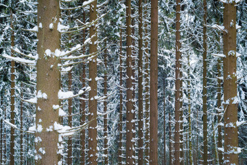 Fototapeta premium Bäume mit Schnee im Winter