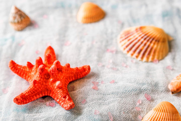 Fototapeta na wymiar Seashells and starfish on white cloth background