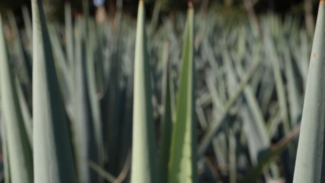 Up Close Agave Tequila Plants in Slow Motion Located in Field of Blue Weber Agave