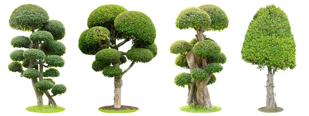 Fotobehang Bonsai trees isolated on white background. Its shrub is grown in a pot or ornamental tree in the garden. © Pongsak