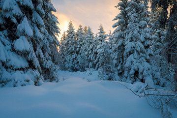 Sonnenuntergang im Winter Wald mit Schnee