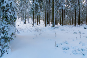 Winter in einem Wald im Oberharz