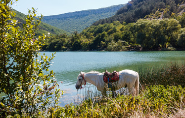 The horse drinks water by the lake