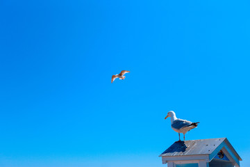 Sky