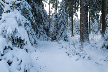 Winter in einem Wald im Oberharz