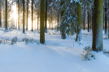 Die Sonne scheint in einen Wald im Winter mit viel Schnee