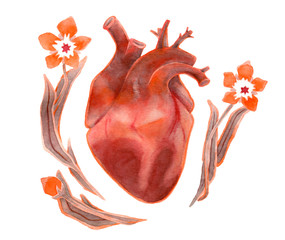 Watercolor human heart with flowers on white