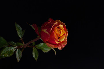 Fototapeta na wymiar Fresh rose with dew drops close up on black background