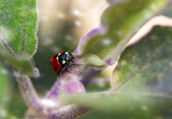 Coccinella