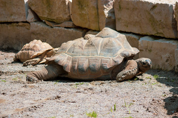 Große Landschildkröte im Zoo