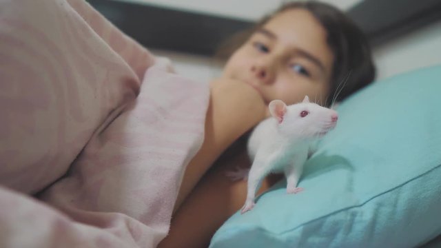 little girl is played lifestyle on a bed with a white homemade handmade rat mouse. funny video rat crawling over a little girl. girl and white mouse lab rat pet concept