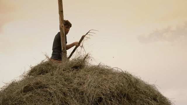 Young man on top of a haystack arranging the dried hay