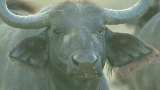 Saliva dripping from cape buffalo mouth in Maasai Mara