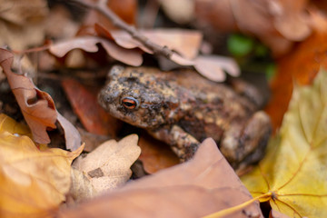 frog in leaves