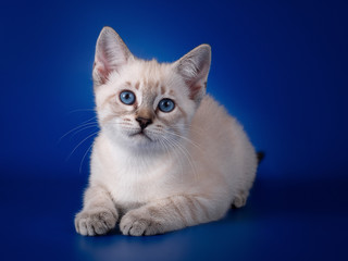 Thai  tabby kitten on a blue background