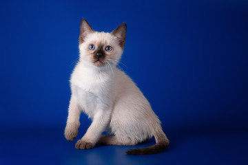 Thai  tabby kitten on a blue background