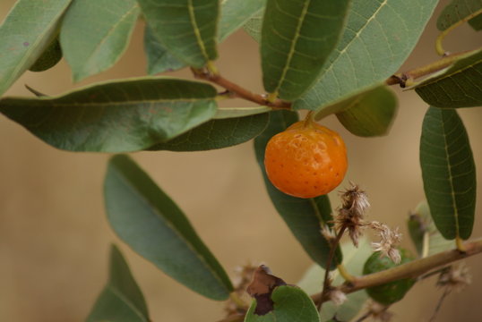 Mama cadela Brosimum gaudichaudii