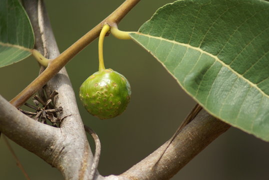 Mama cadela Brosimum gaudichaudii