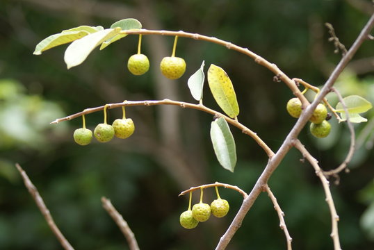 Mama cadela Brosimum gaudichaudii