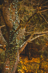 old tree trunk with green leaves