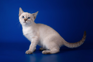 Thai  tabby kitten on a blue background